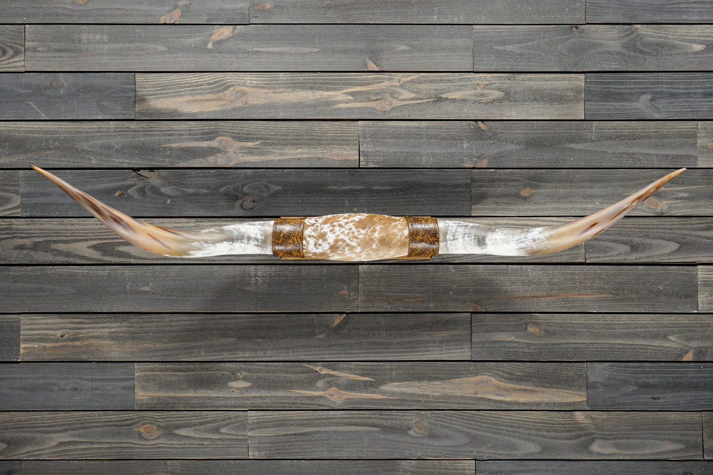 5' 4" Longhorn Wall Mount #368