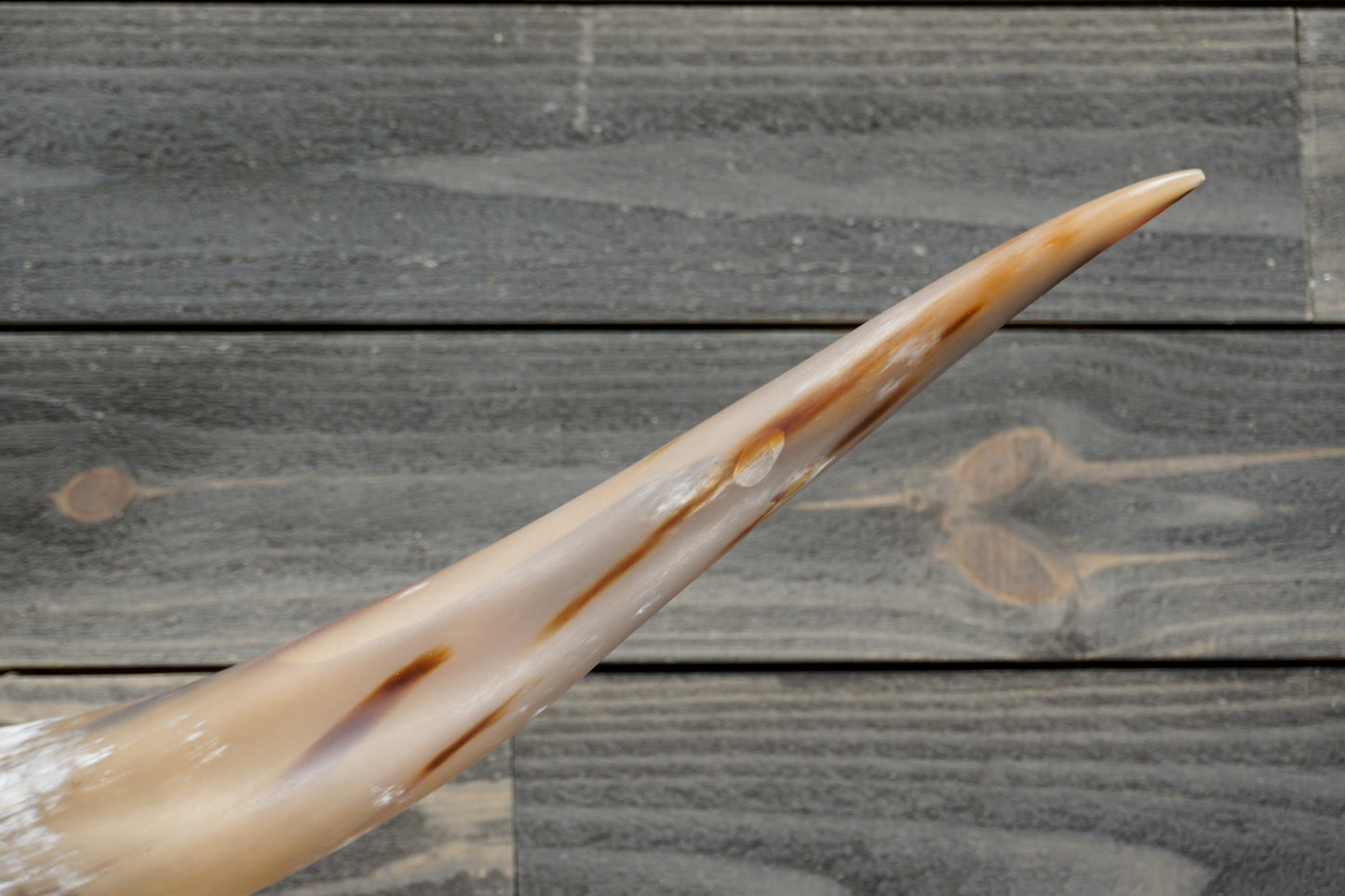 5' 4" Longhorn Wall Mount #368