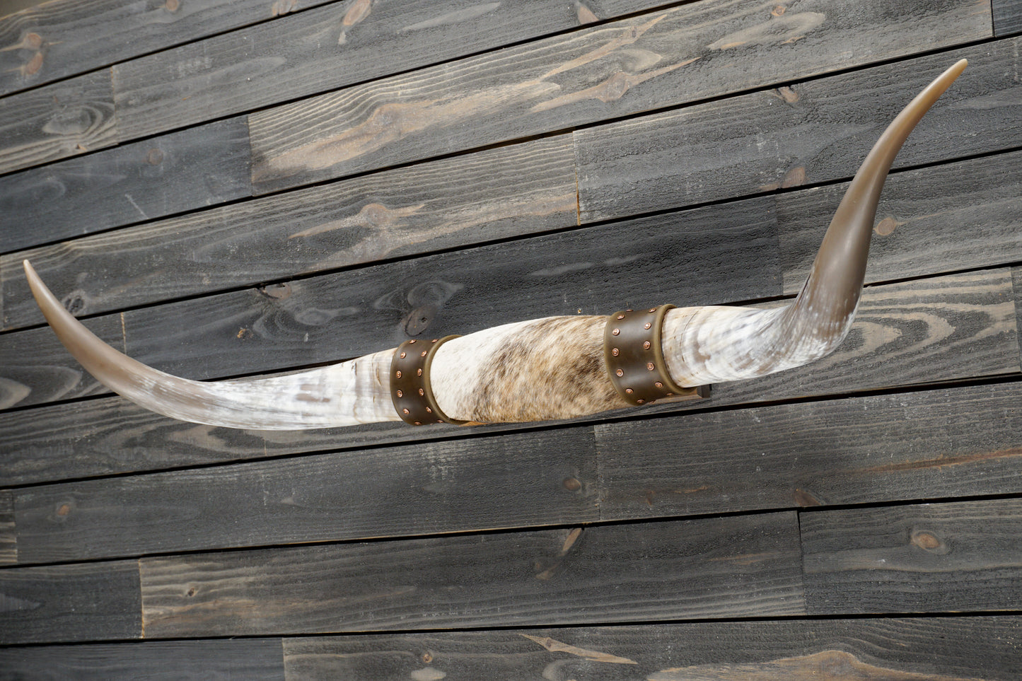 4' 9" Longhorn Wall Mount #342