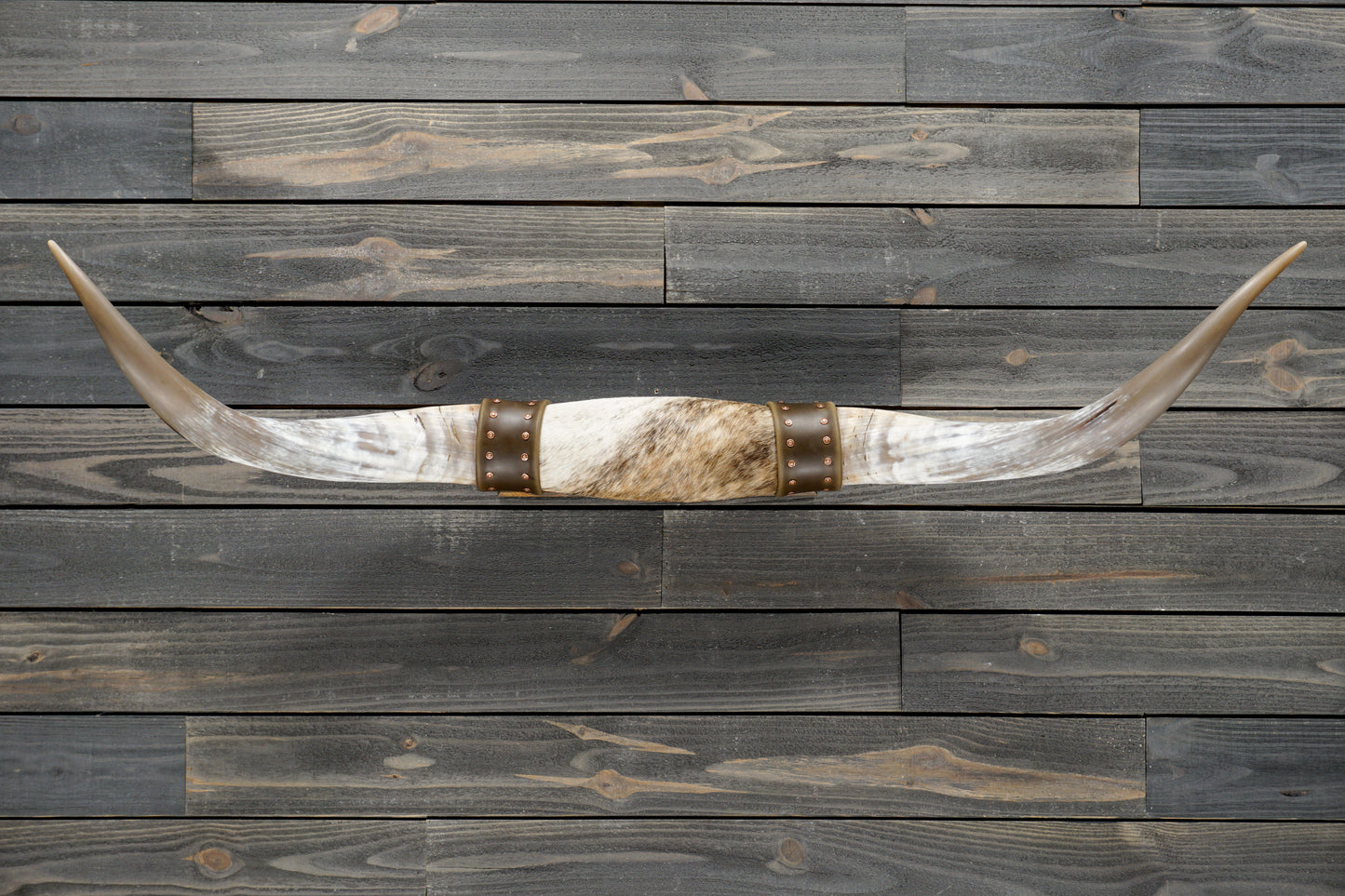 4' 9" Longhorn Wall Mount #342