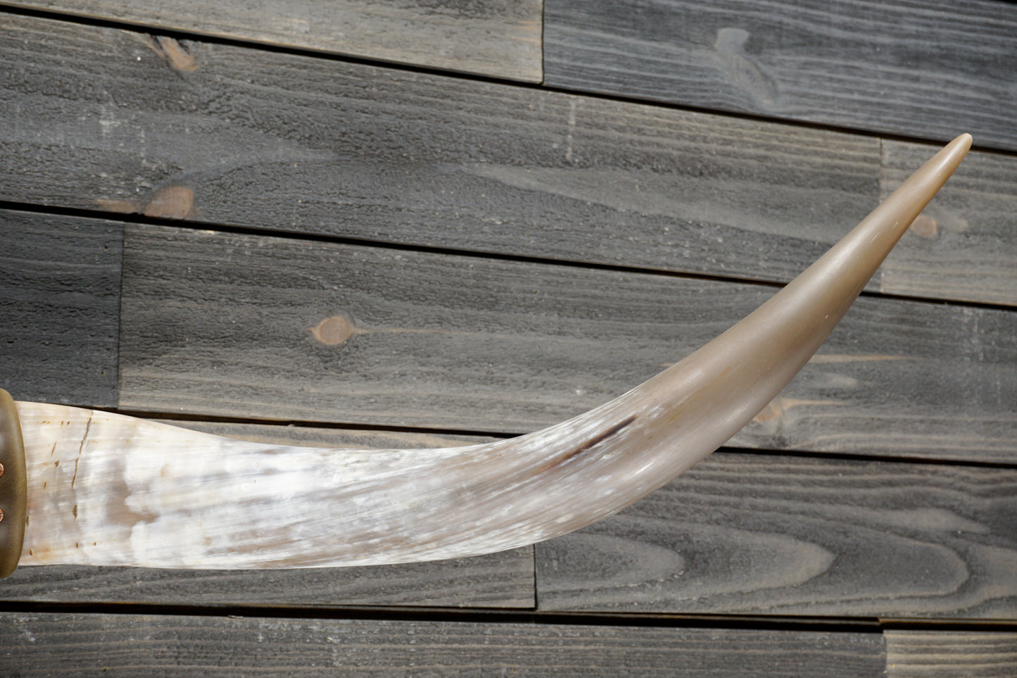 4' 9" Longhorn Wall Mount #342