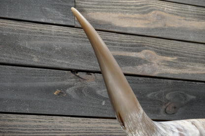 4' 9" Longhorn Wall Mount #342