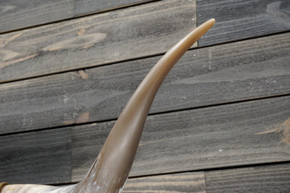 4' 9" Longhorn Wall Mount #342