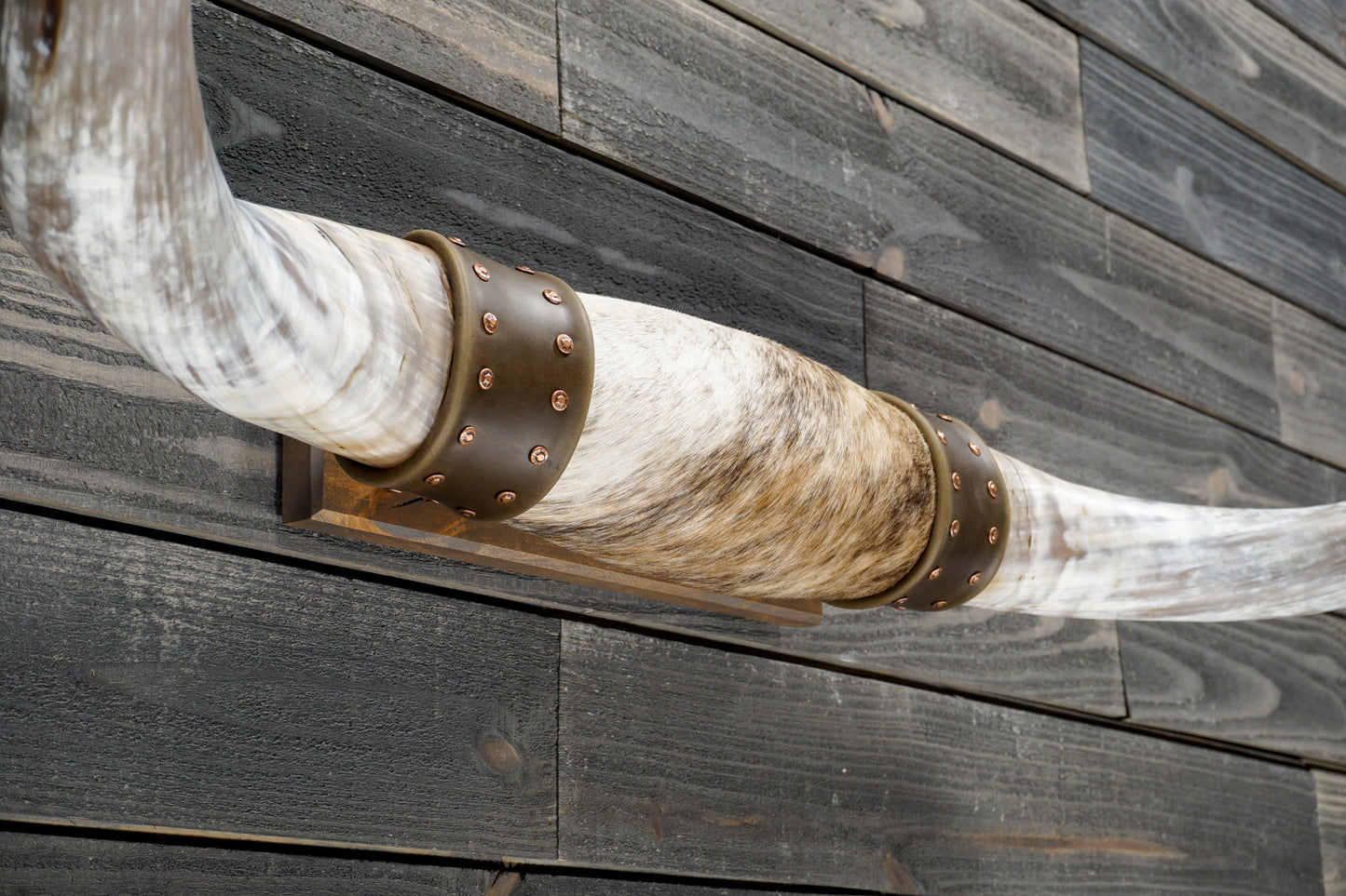 4' 9" Longhorn Wall Mount #342
