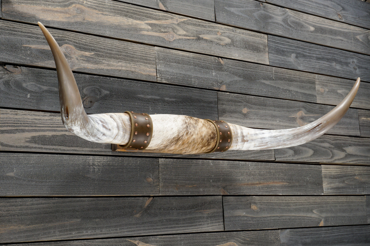 4' 9" Longhorn Wall Mount #342