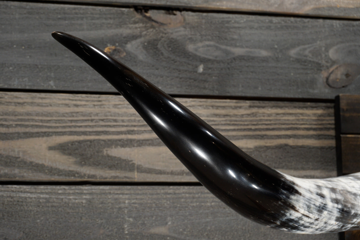 4' 10" Longhorn Wall Mount #351