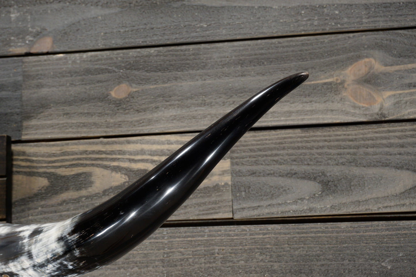 4' 10" Longhorn Wall Mount #351