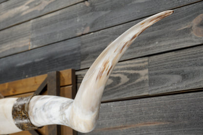 6' 6" Longhorn Wall Mount #324