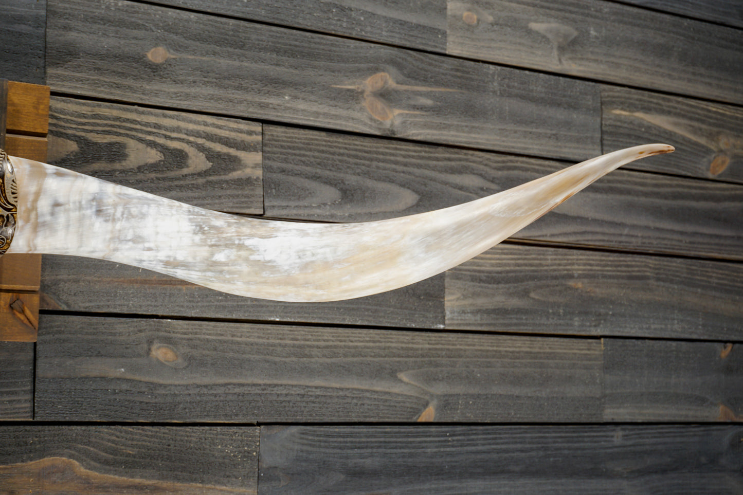 6' 6" Longhorn Wall Mount #324