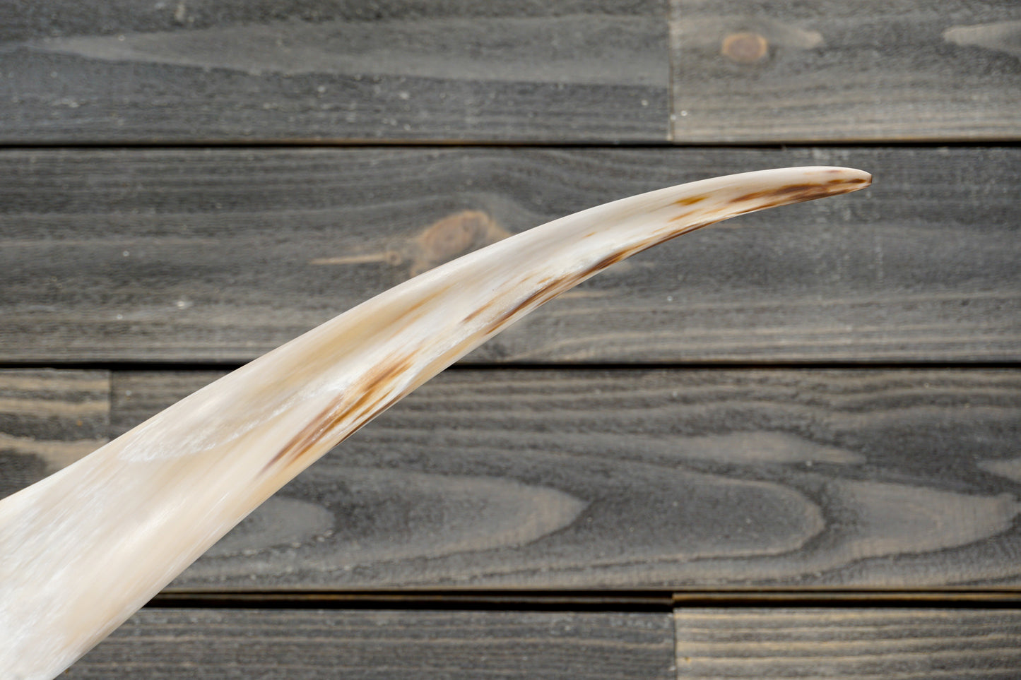 6' 6" Longhorn Wall Mount #324