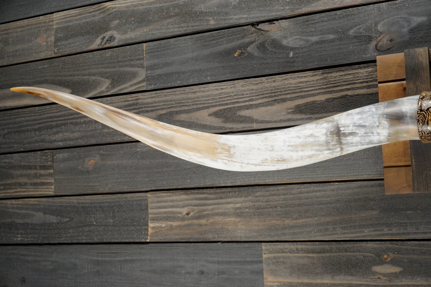6' 8" Longhorn Wall Mount #338