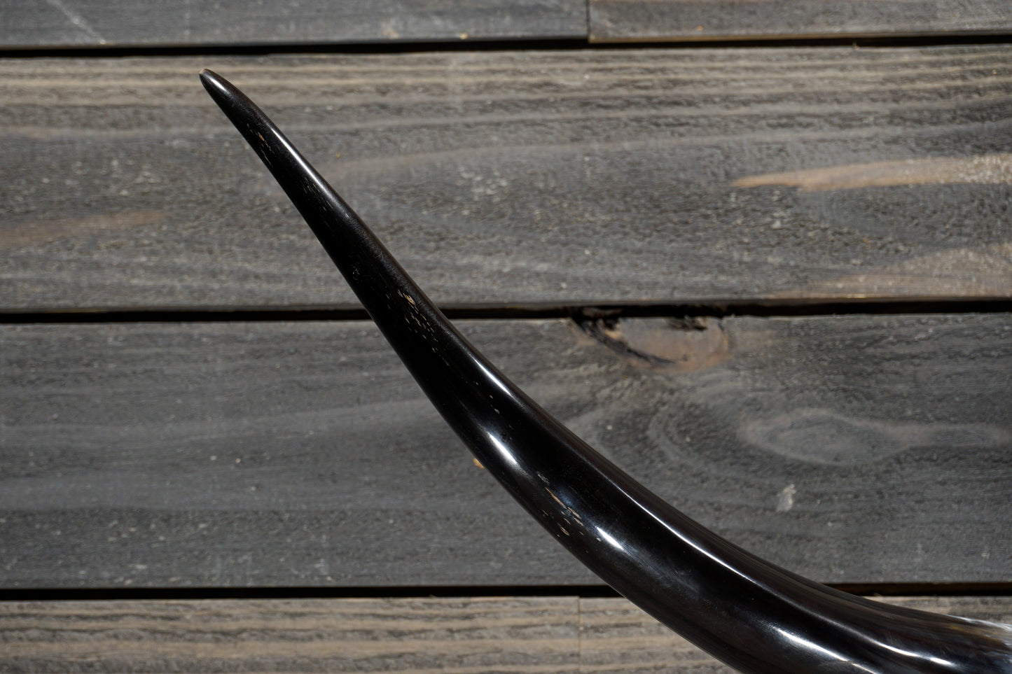 4' 10" Longhorn Wall Mount #315