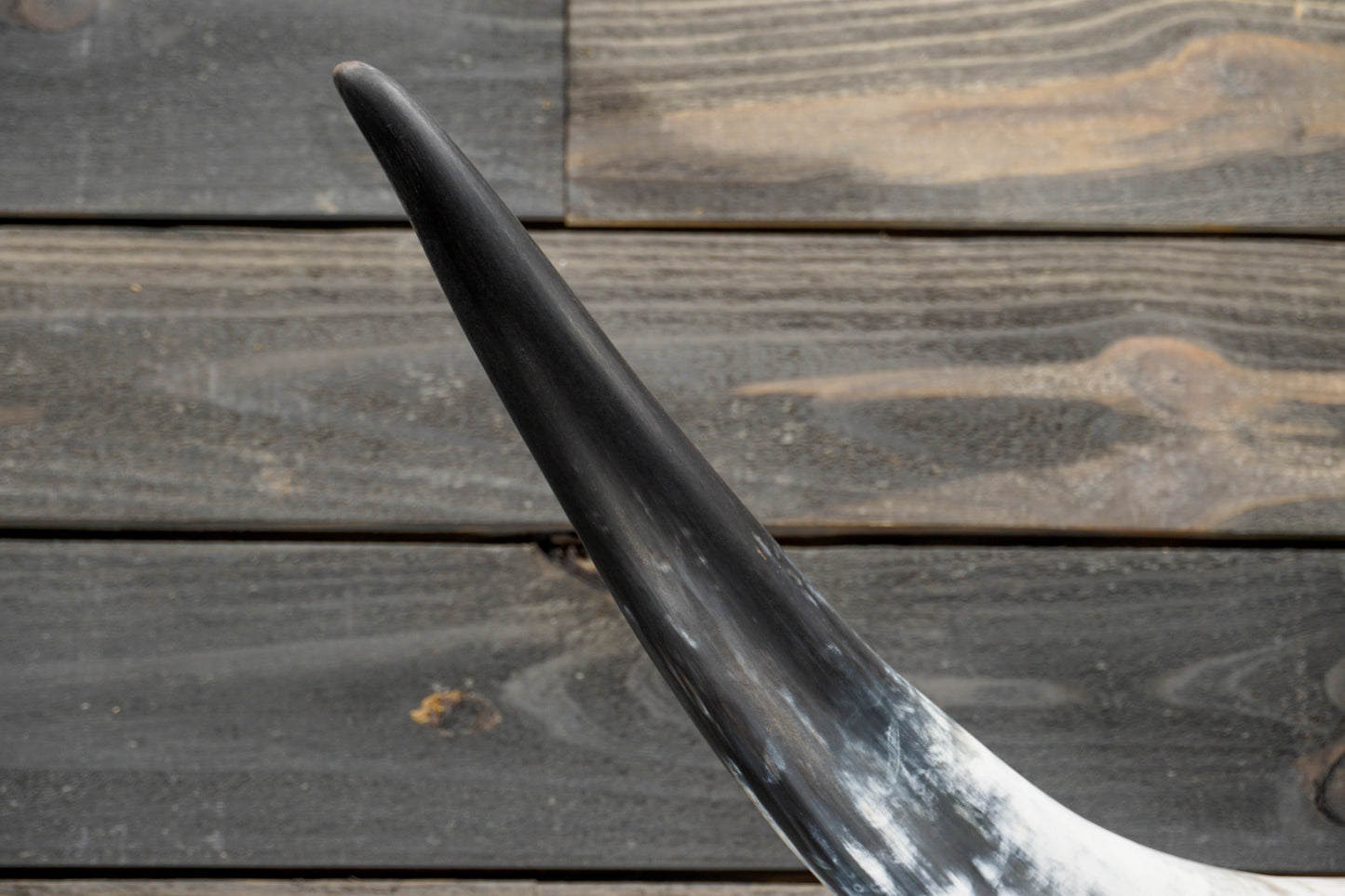 4' 3" Longhorn Wall Mount #327