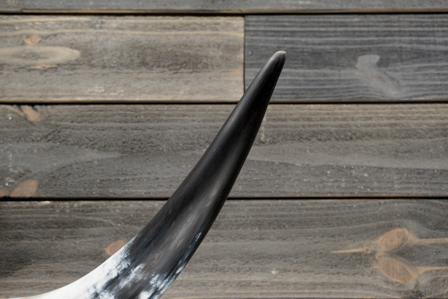 4' 3" Longhorn Wall Mount #327