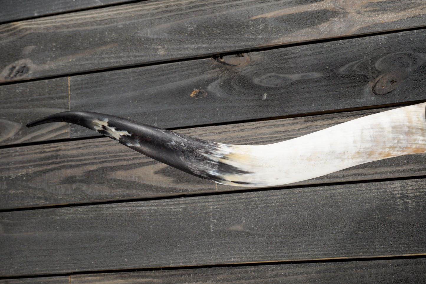 5' 5" Longhorn Wall Mount #347