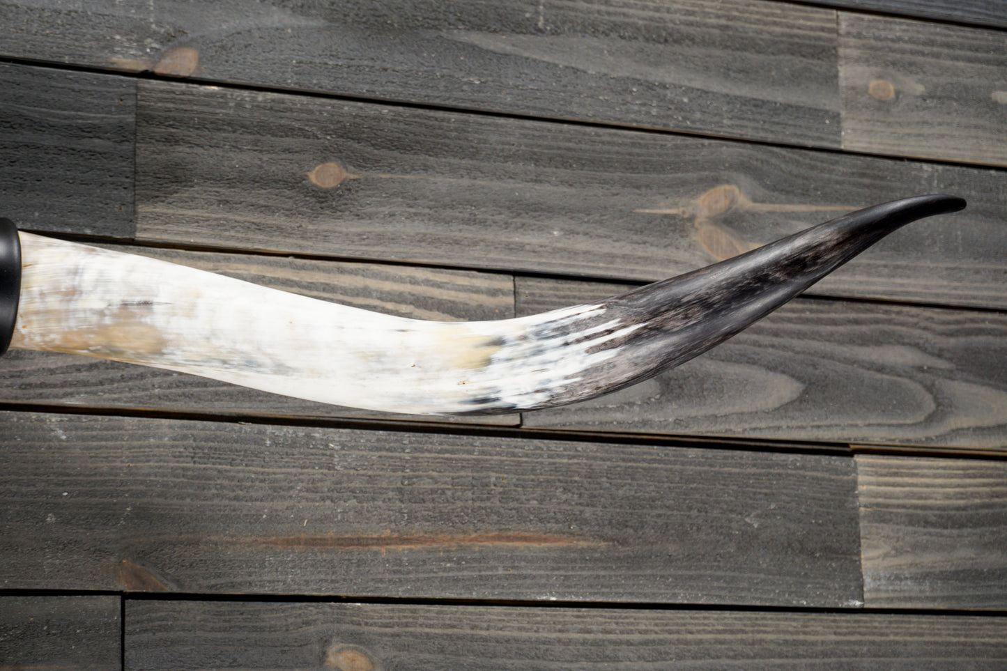 5' 5" Longhorn Wall Mount #347