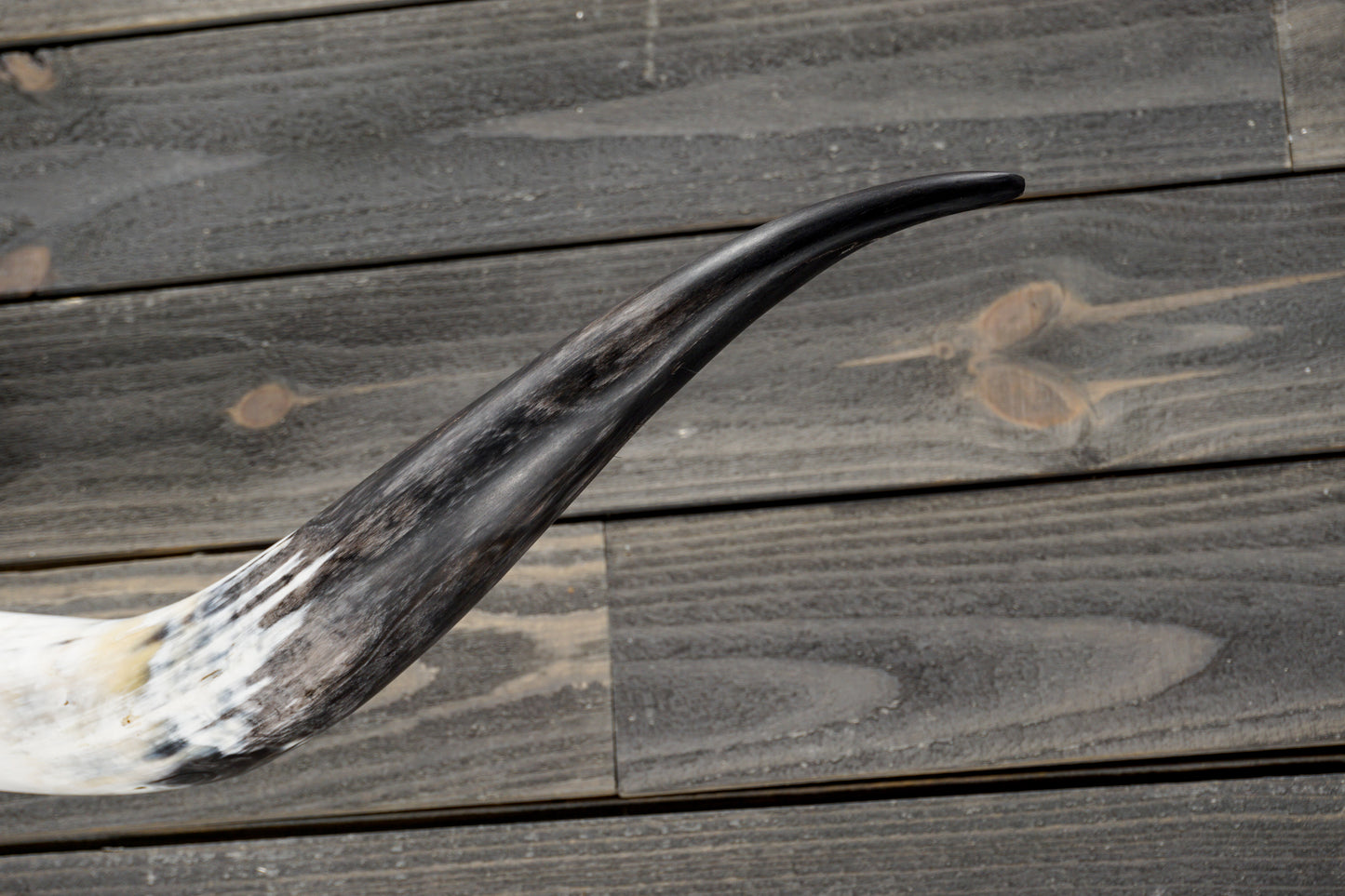 5' 5" Longhorn Wall Mount #347