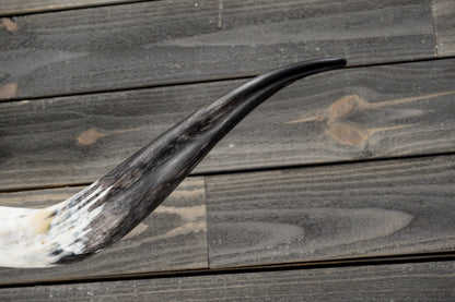 5' 5" Longhorn Wall Mount #347