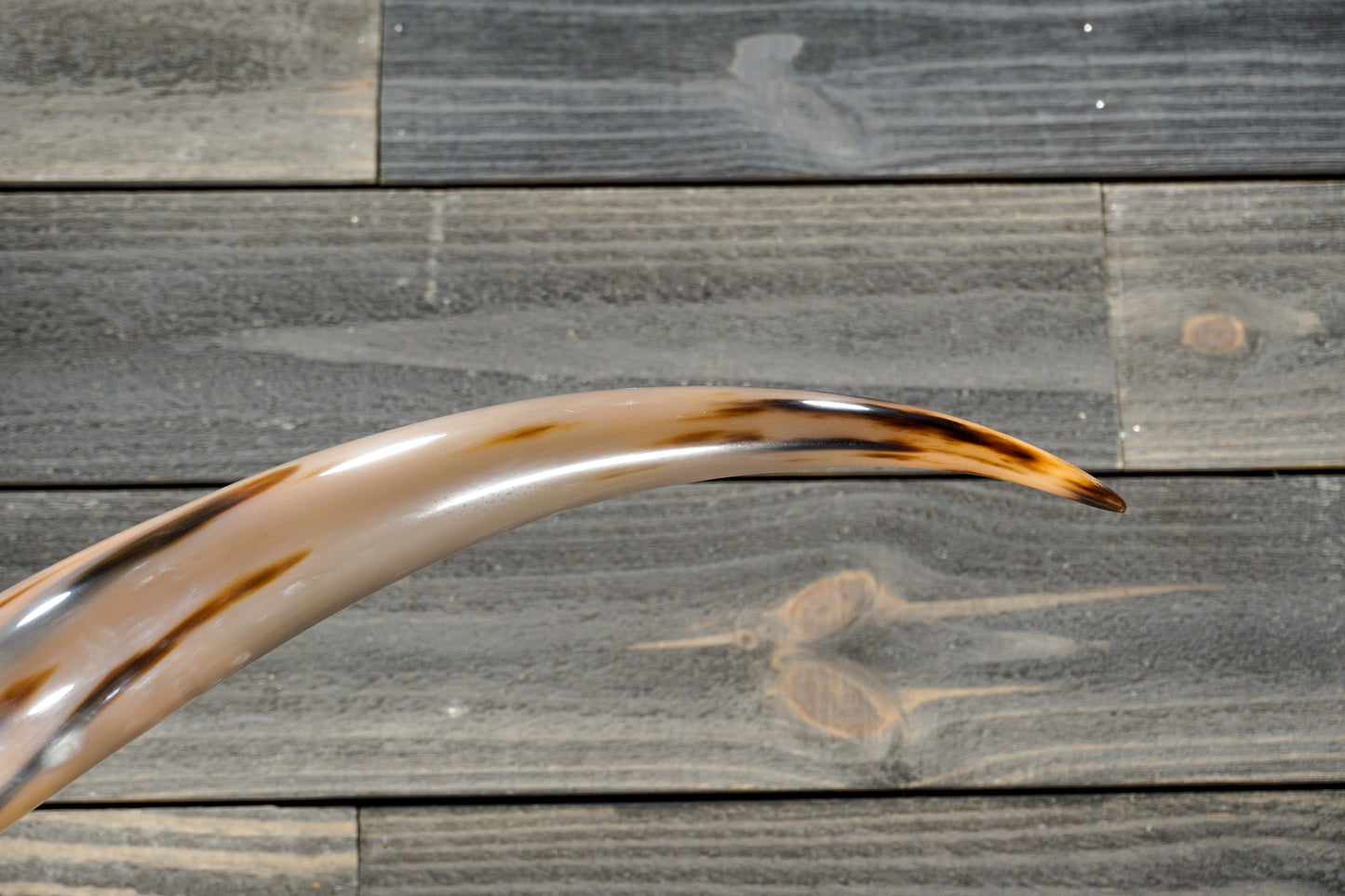 5' 8" Longhorn Wall Mount #281