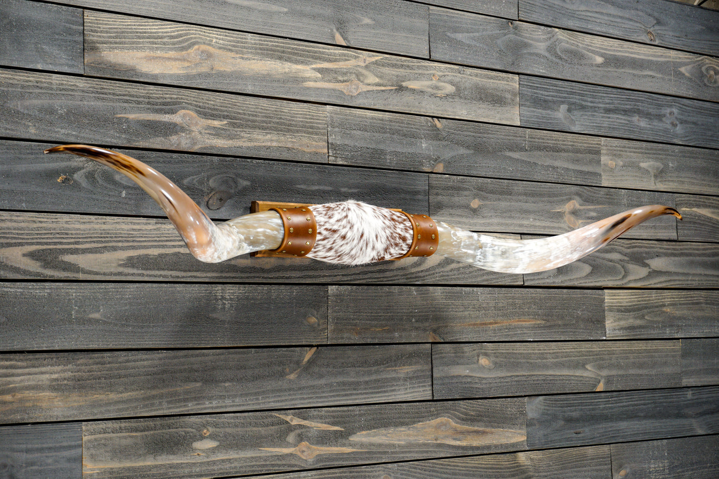 5' 8" Longhorn Wall Mount #281