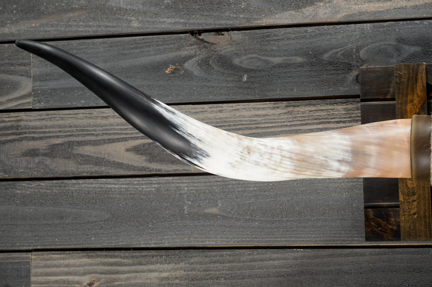 5' 3" Longhorn Wall Mount #301