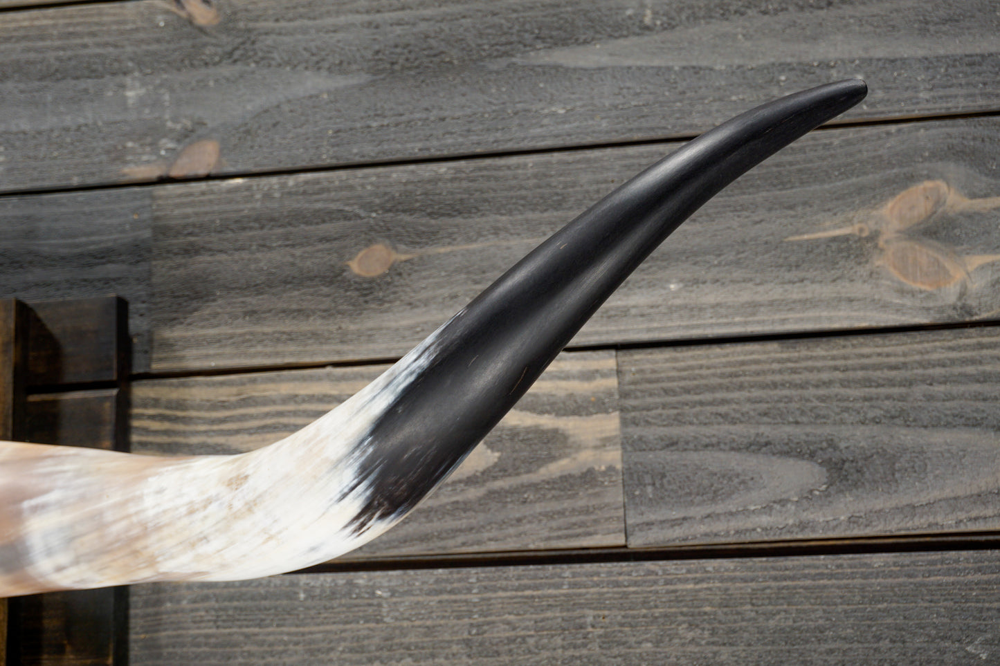 5' 3" Longhorn Wall Mount #301