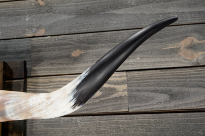 5' 3" Longhorn Wall Mount #301