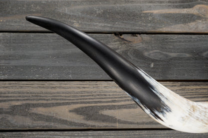 5' 3" Longhorn Wall Mount #301