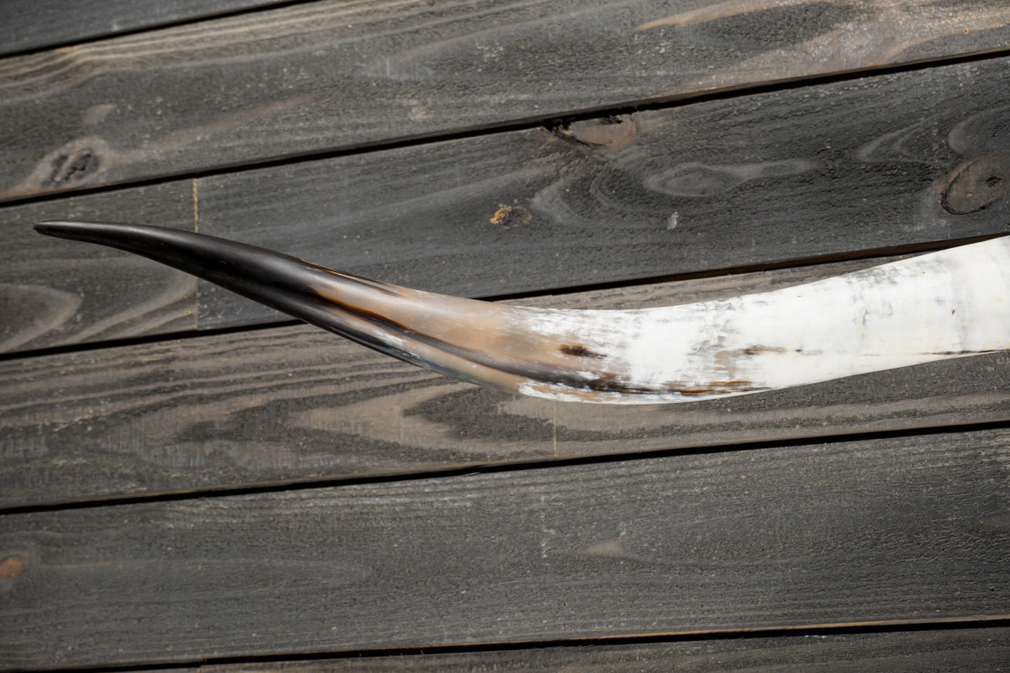 5' 8" Longhorn Wall Mount #344