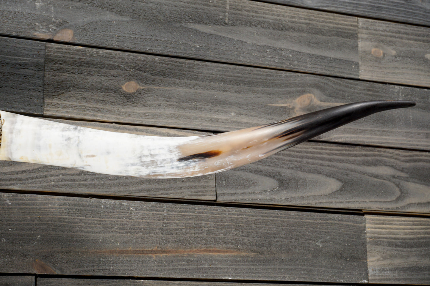 5' 8" Longhorn Wall Mount #344