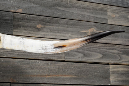 5' 8" Longhorn Wall Mount #344