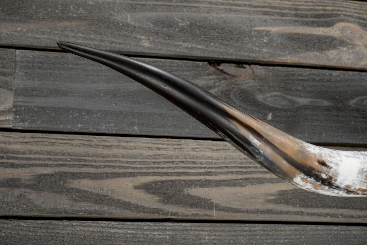 5' 8" Longhorn Wall Mount #344