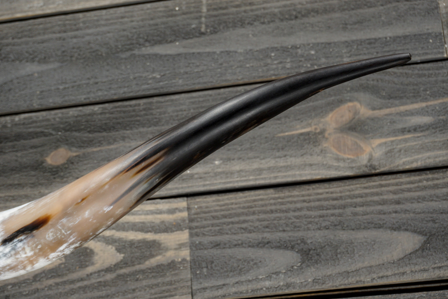 5' 8" Longhorn Wall Mount #344
