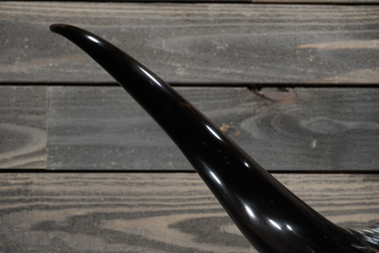 5' 7" Longhorn Wall Mount #362