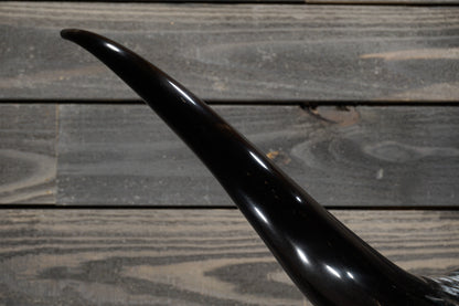5' 7" Longhorn Wall Mount #362