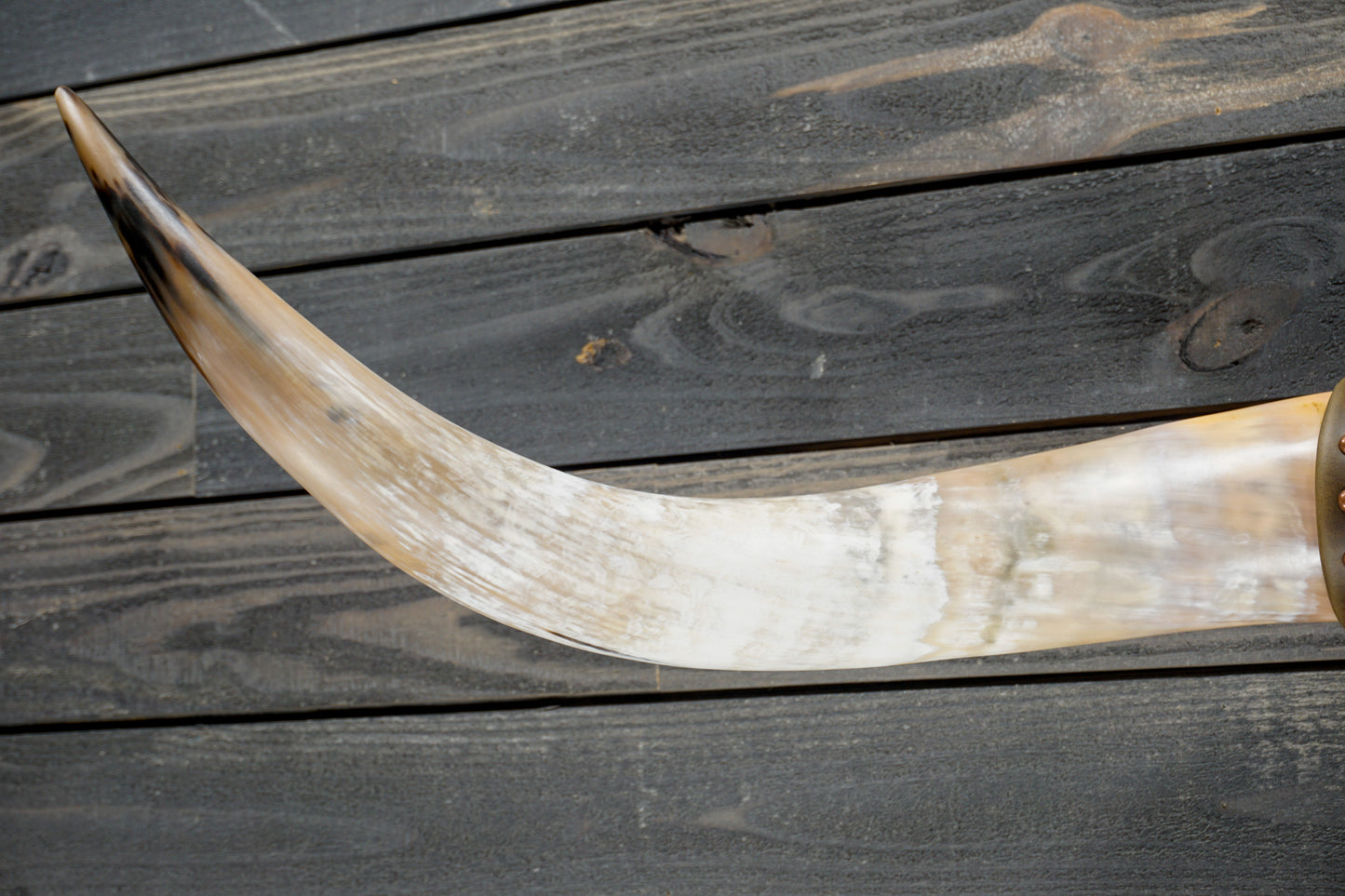 4' 8" Longhorn Wall Mount #374