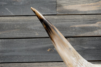 4' 8" Longhorn Wall Mount #374