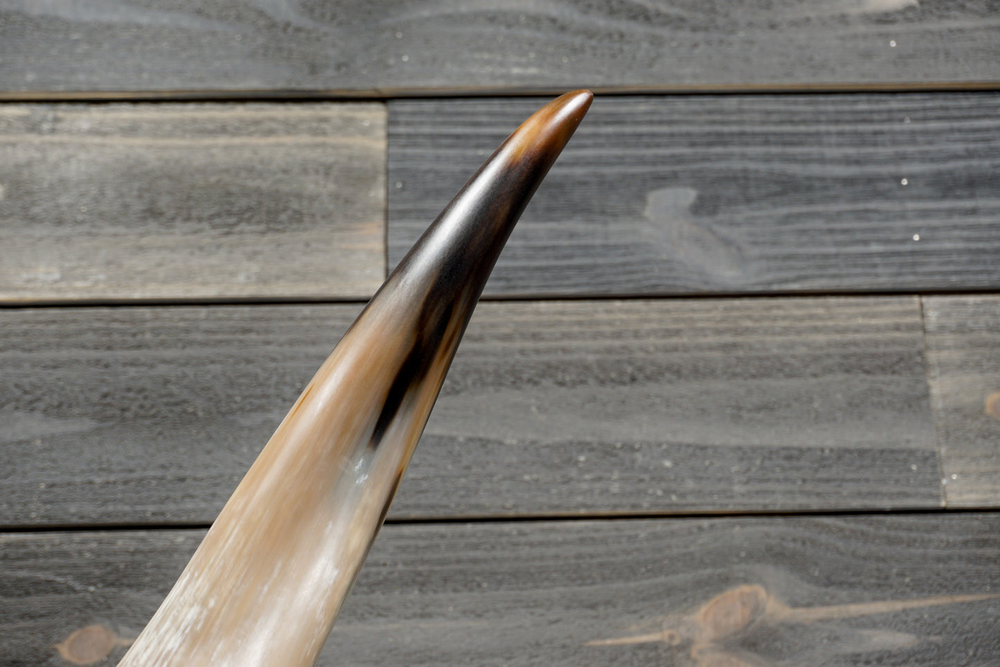 4' 8" Longhorn Wall Mount #374