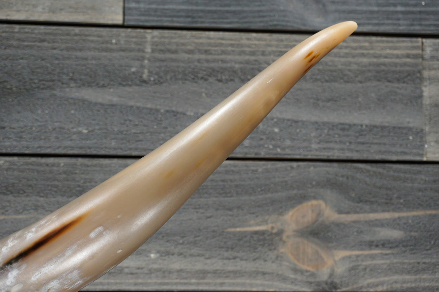 5' 4" Longhorn Wall Mount #280