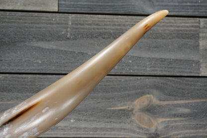 5' 4" Longhorn Wall Mount #280