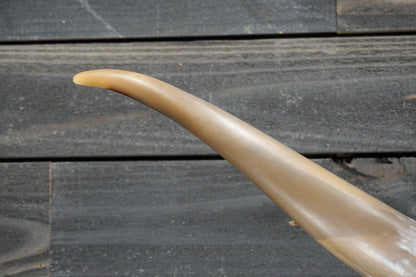 5' 4" Longhorn Wall Mount #280