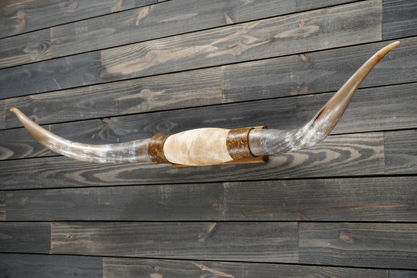 5' 4" Longhorn Wall Mount #280