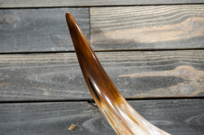 4' 2" Longhorn Wall Mount #285