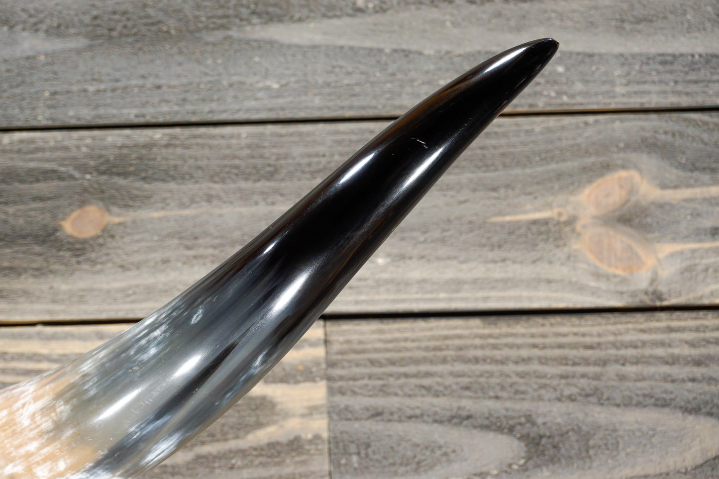 4' 11" Longhorn Wall Mount #289