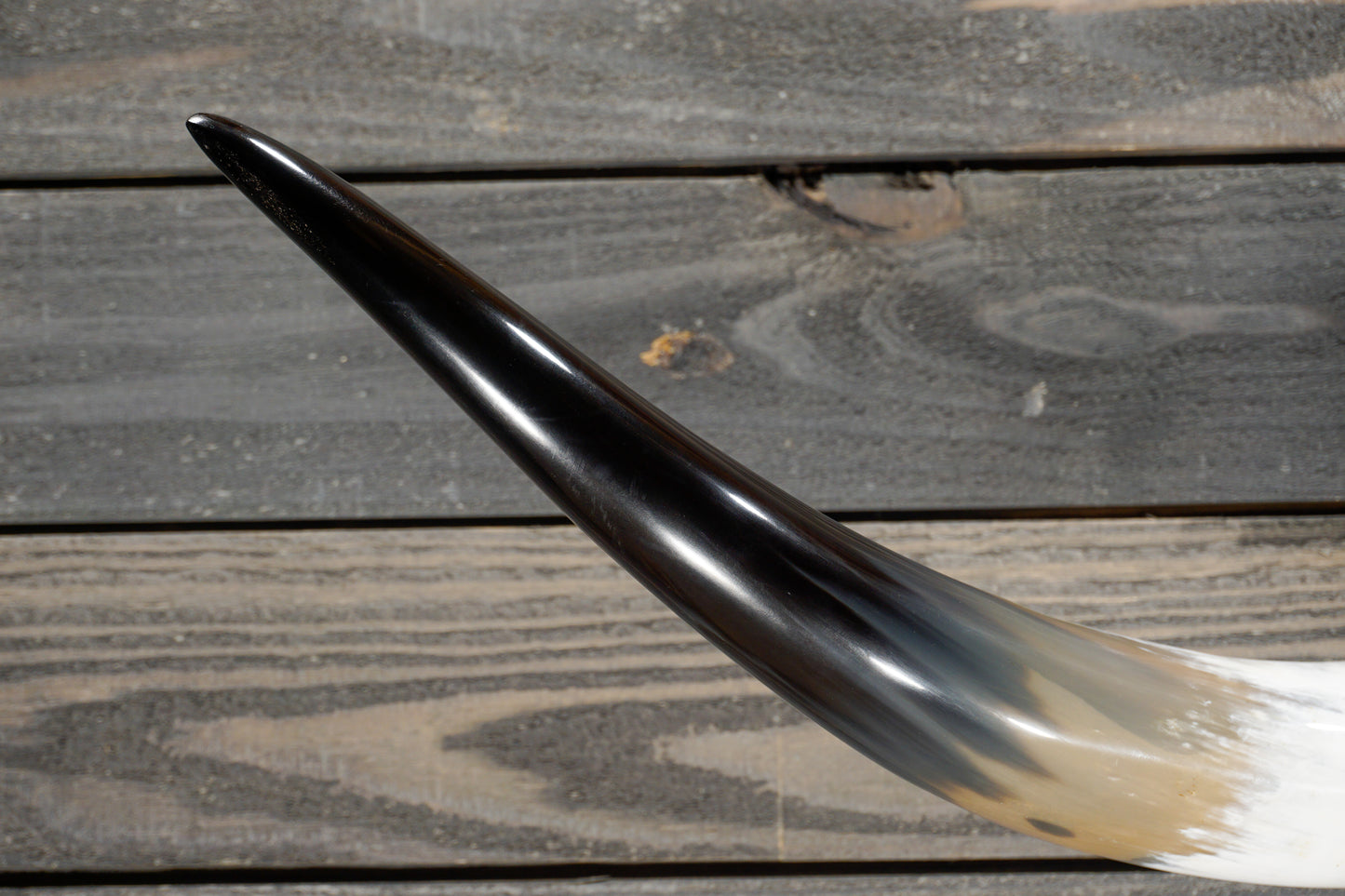4' 11" Longhorn Wall Mount #289