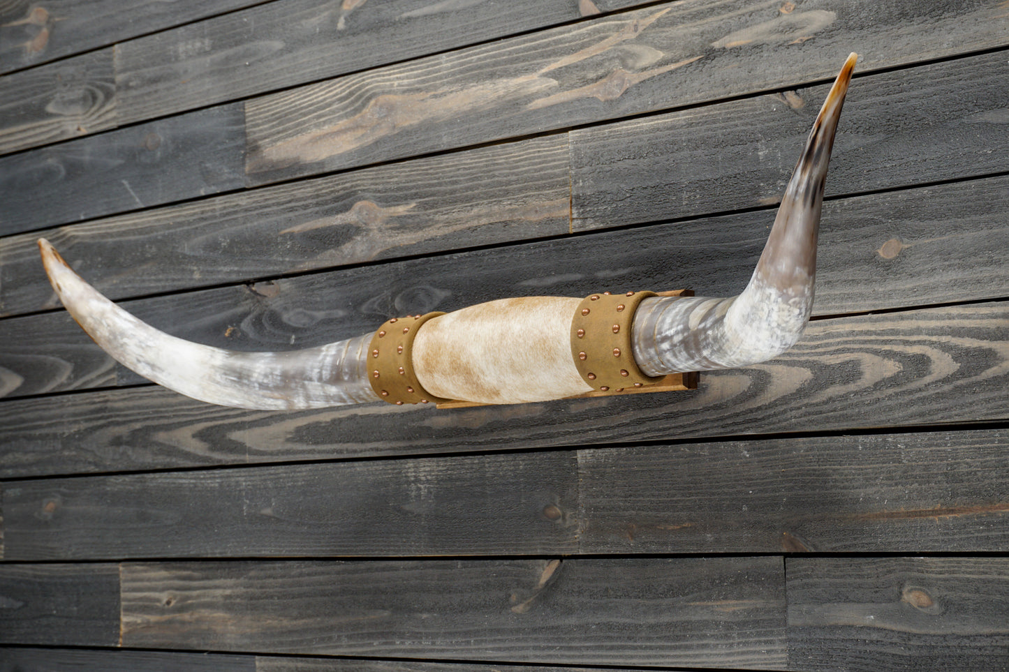 4' 8" Longhorn Wall Mount #297