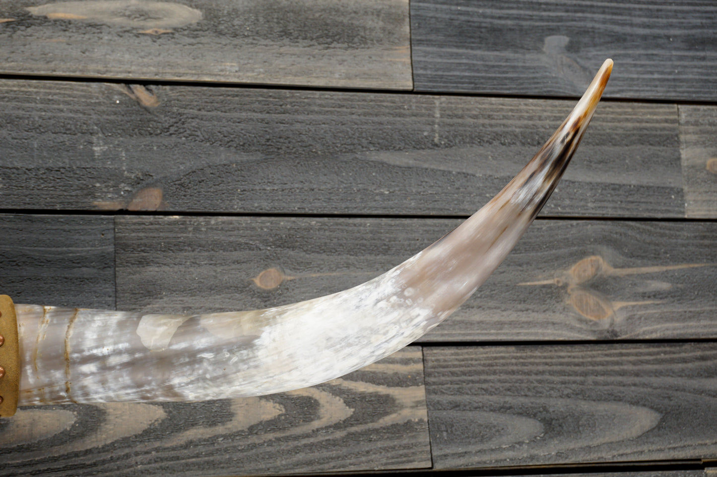 4' 8" Longhorn Wall Mount #297