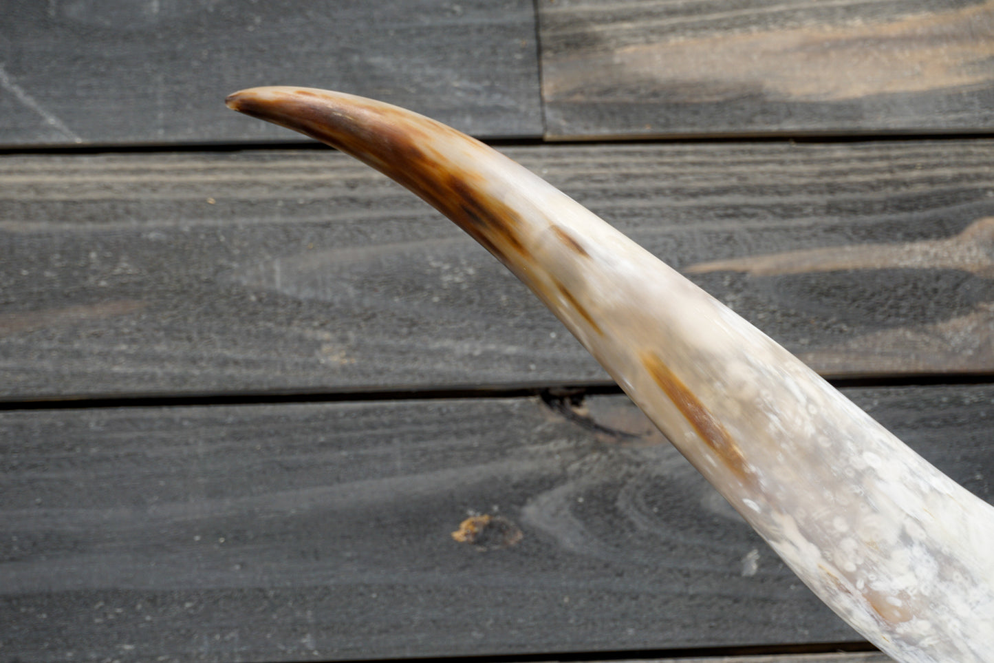 4' 8" Longhorn Wall Mount #297