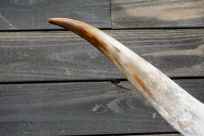 4' 8" Longhorn Wall Mount #297