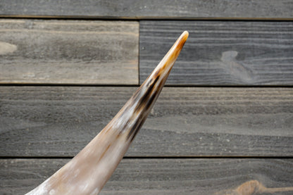 4' 8" Longhorn Wall Mount #297